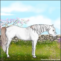 Horse Color:Gray White Spotted Liver Chestnut Blanket 