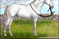 Horse Color:Gray Gold Champagne 