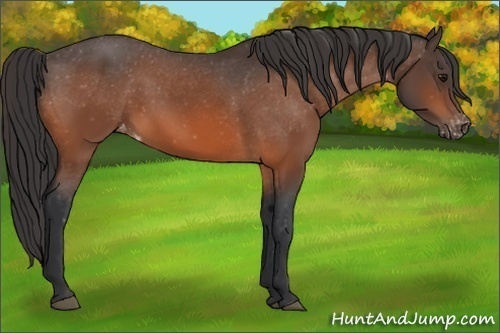 Horse Color:Bay Appaloosa 
