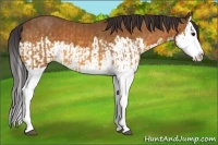 Horse Color:Buckskin Splash and Buckskin Splash