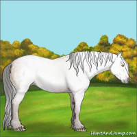 Horse Color:Gray Amber Champagne 