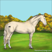 Horse Color:Palomino Dun Splash 