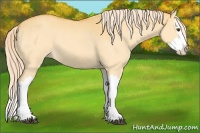 Horse Color:Palomino Dun Splash 