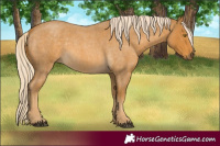 Horse Color:Palomino Roan 
