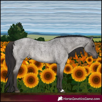 Horse Color:Smoky Blue Roan 