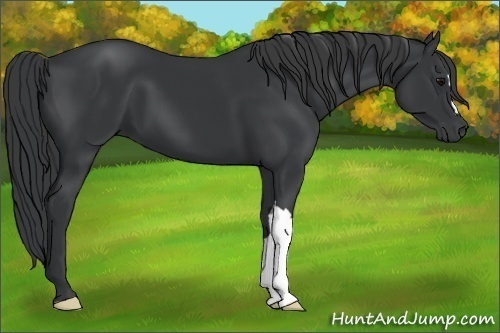 Horse Color:Black 