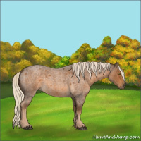 Horse Color:Chocolate Palomino Roan 