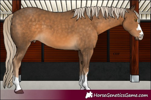 Horse Color:Chocolate Palomino 