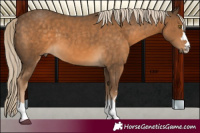 Horse Color:Chocolate Palomino 