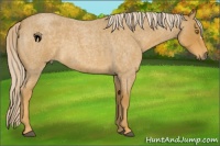 Horse Color:Palomino Roan 