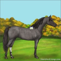 Horse Color:Smoky Blue Roan 