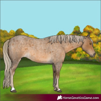 Horse Color:Chocolate Palomino Roan 