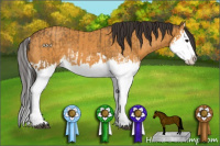 Horse Color:Buckskin Splash and Buckskin Splash