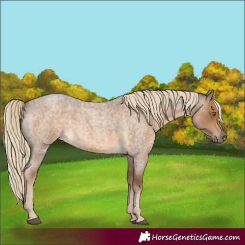 Horse Color:Chocolate Palomino Roan 