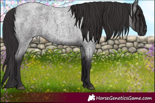 Horse Color:Smoky Blue Roan 