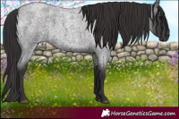 Horse Color:Smoky Blue Roan 