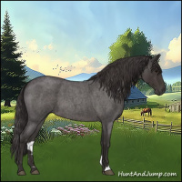 Horse Color:Smoky Blue Roan