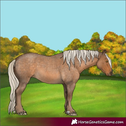 Horse Color:Chocolate Palomino Roan 