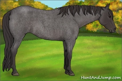 Horse Color:Smoky Blue Roan 