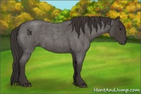 Horse Color:Smoky Blue Roan 
