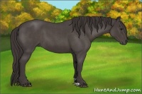 Horse Color:Smoky Blue Roan 