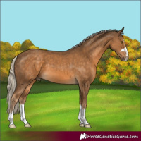 Horse Color:Chocolate Palomino 