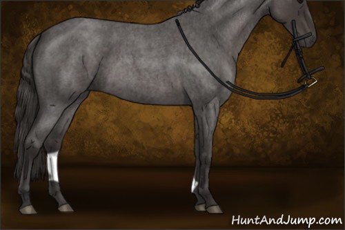 Horse Color:Smoky Blue Roan