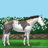 Horse Color:Grullo Sabino Splash  and Bay Dun Sabino Splash 