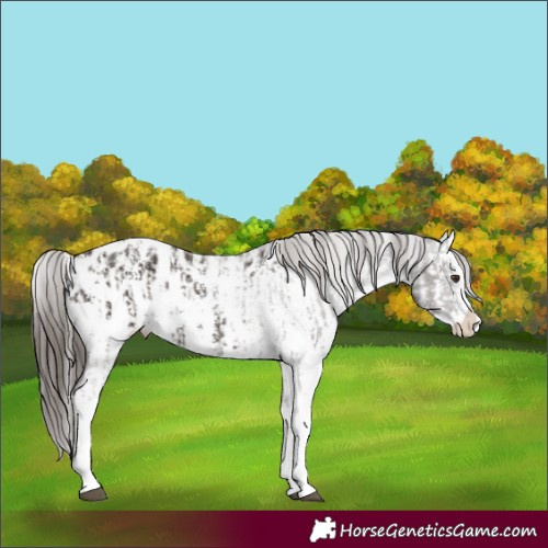Horse Color:Liver Chestnut Sabino Splash Appaloosa  and Liver Chestnut Sabino Splash Appaloosa 