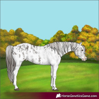 Horse Color:Liver Chestnut Sabino Splash Appaloosa  and Liver Chestnut Sabino Splash Appaloosa 