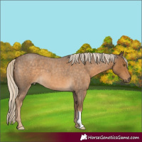 Horse Color:Chocolate Palomino Roan