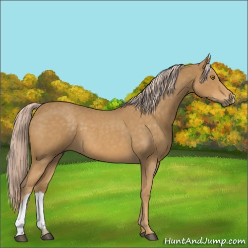 Horse Color:Palomino Roan