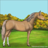 Horse Color:Palomino Roan 