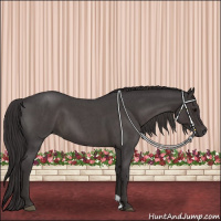 Horse Color:Smoky Blue Roan 