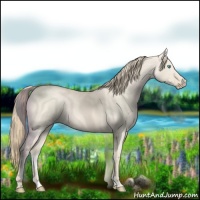 Horse Color:Smoky Creme Roan Dun 