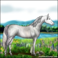 Horse Color:Gray Silver Black 