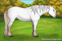 Horse Color:Gray Chestnut