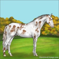 Horse Color:Chestnut Sabino