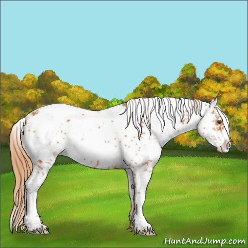 Horse Color:Chestnut Sabino 