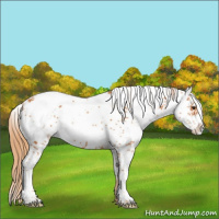 Horse Color:Chestnut Sabino 