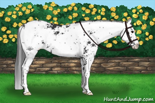 Horse Color:Black Sabino 