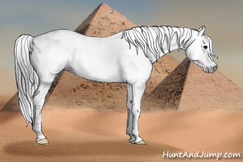Horse Color:Gray Bay Sabino 