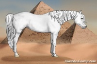 Horse Color:Gray Bay Sabino 