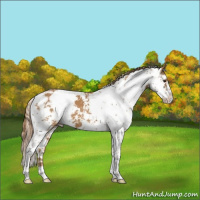 Horse Color:Chestnut Sabino