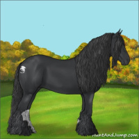 Horse Color:Black 