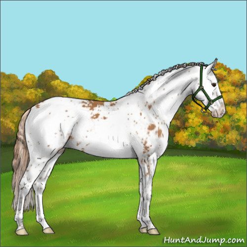 Horse Color:Chestnut Sabino 