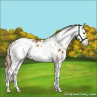 Horse Color:Chestnut Sabino 