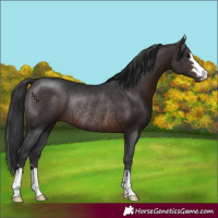 Horse Color:Brown Rabicano