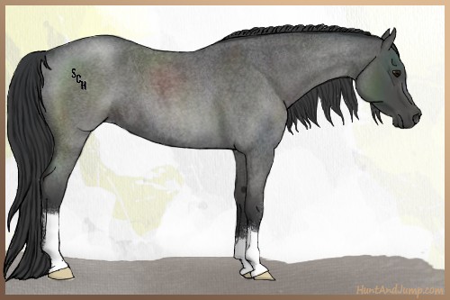 Horse Color:Blue Roan 