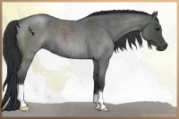 Horse Color:Blue Roan 